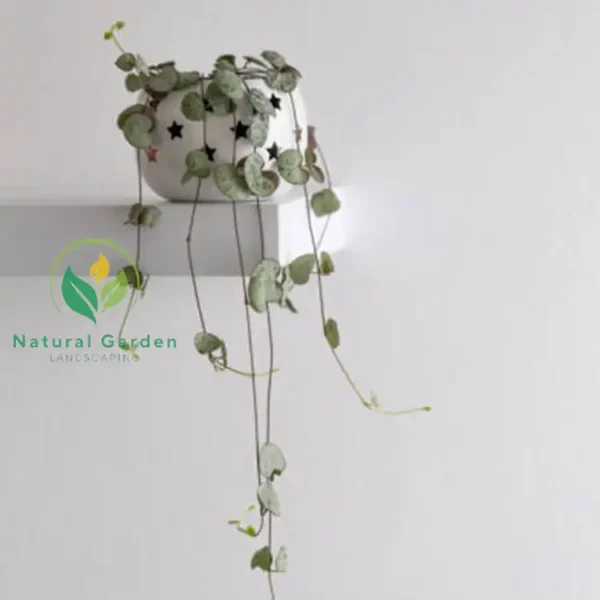string of hearts 1