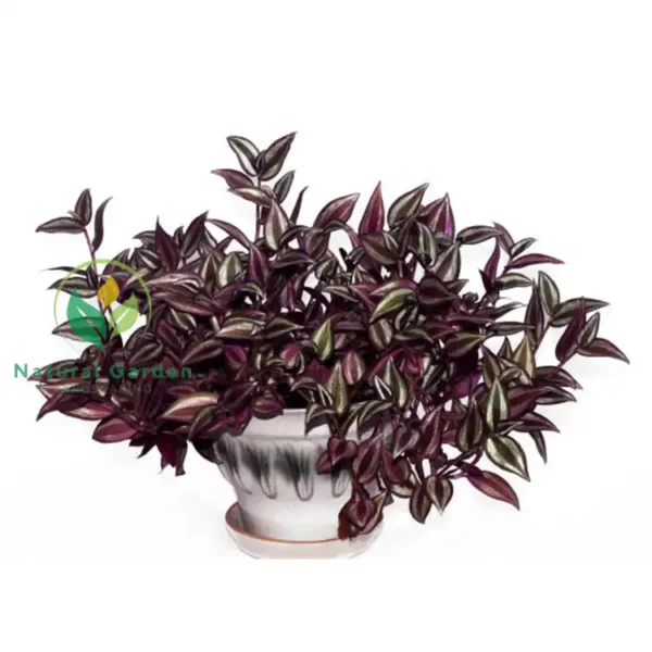 Tradescantia zebrina - Image 4
