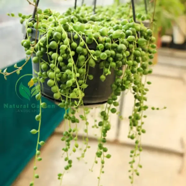 String of Pearls 3