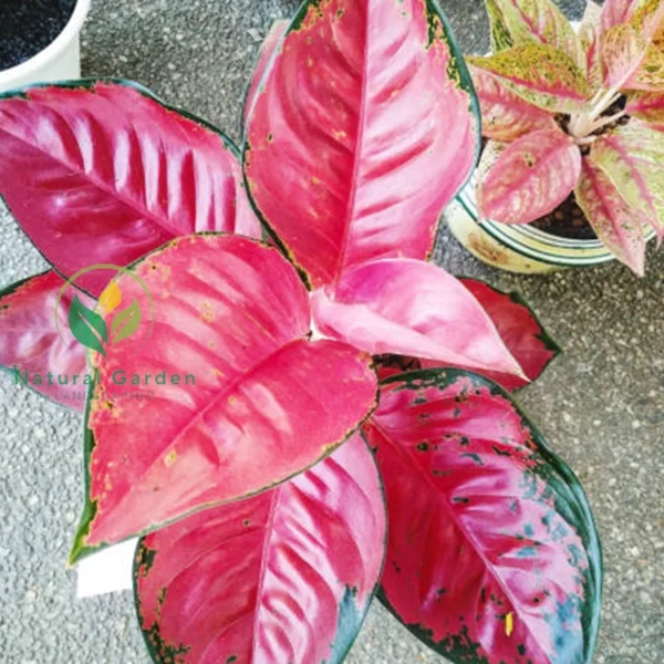 Aglaonema 3