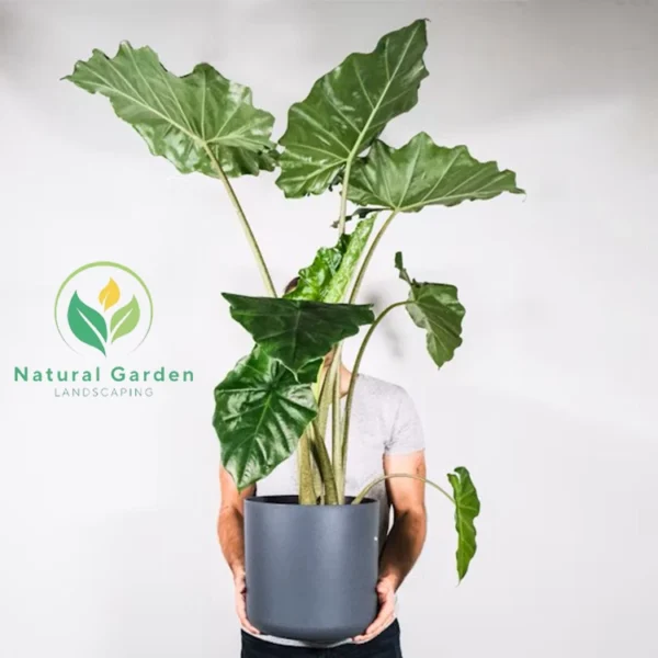 Alocasia 2