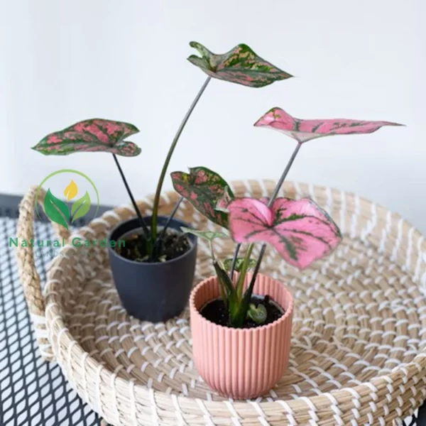 Baby Caladium3