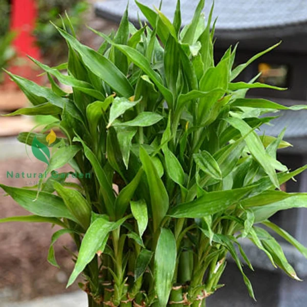 Bamboo 3