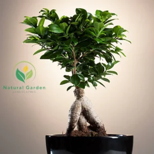 Bonsai3