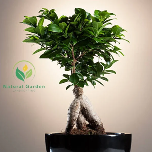 Bonsai3