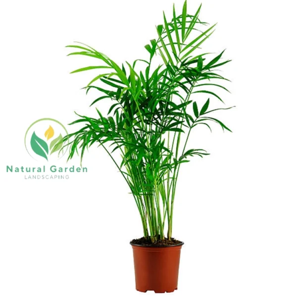 Chamaedorea elegans3