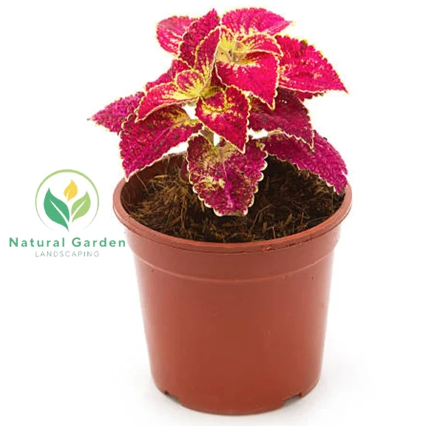 Chinese Coleus 3