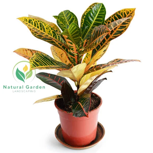 Croton plant