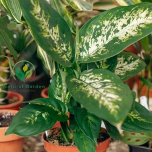 Dieffenbachia3