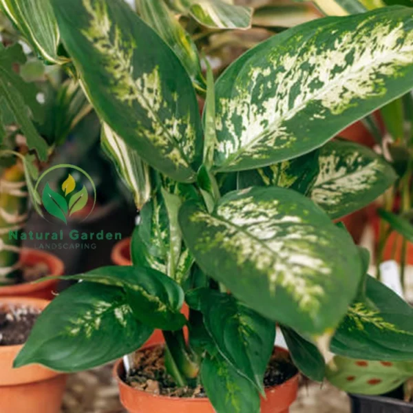 Dieffenbachia3