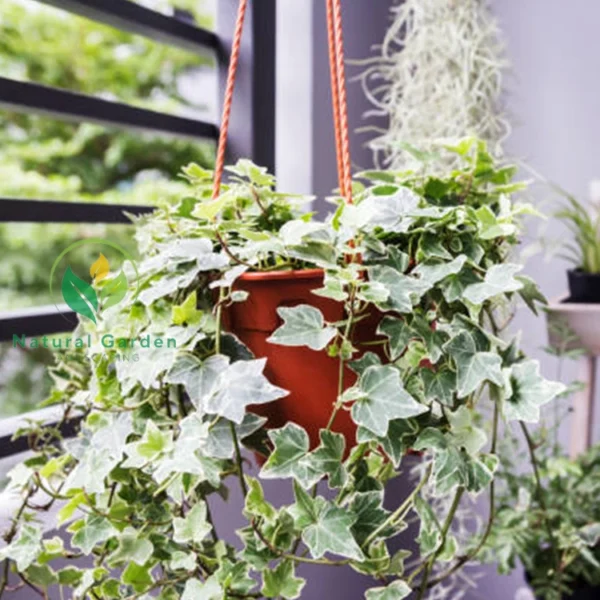 English Ivy 3
