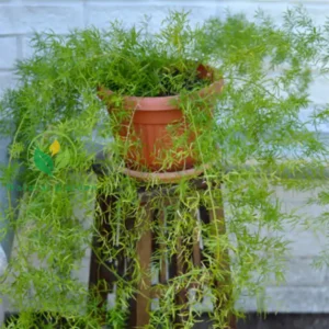 asparagus fern