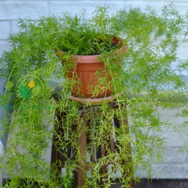 asparagus fern