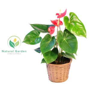 Anthurium3