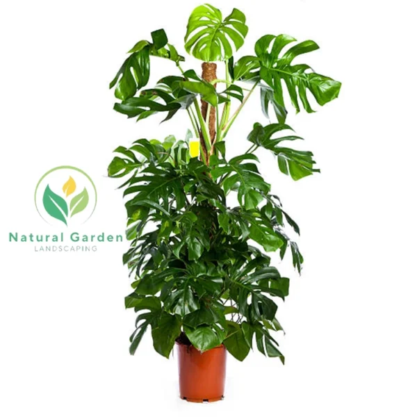 Monstera