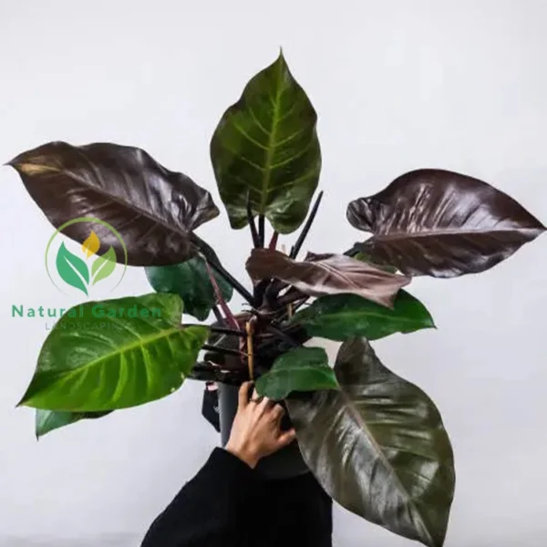 Philodendron 3