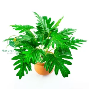 Philodendron selloum
