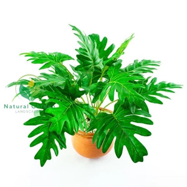 Philodendron selloum