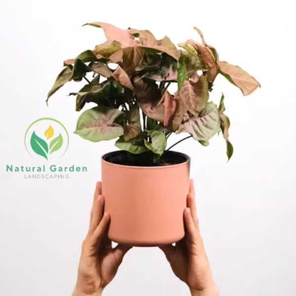syngonium 3