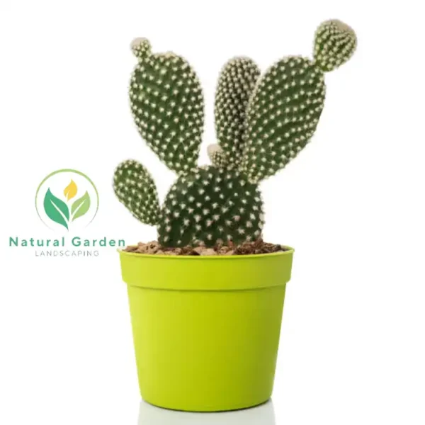 Bunny Ears Cactus