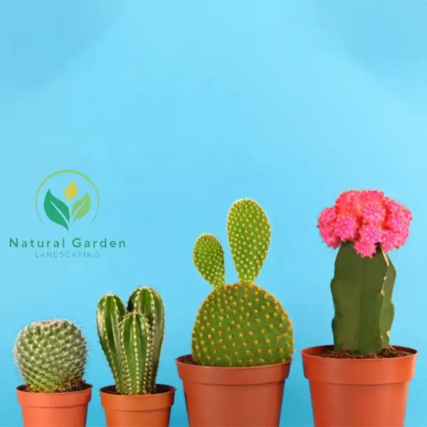 Chin Cactus3