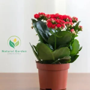 Christmas Kalanchoe3