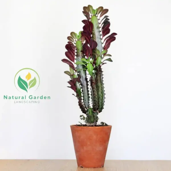 Euphorbia trigona 3