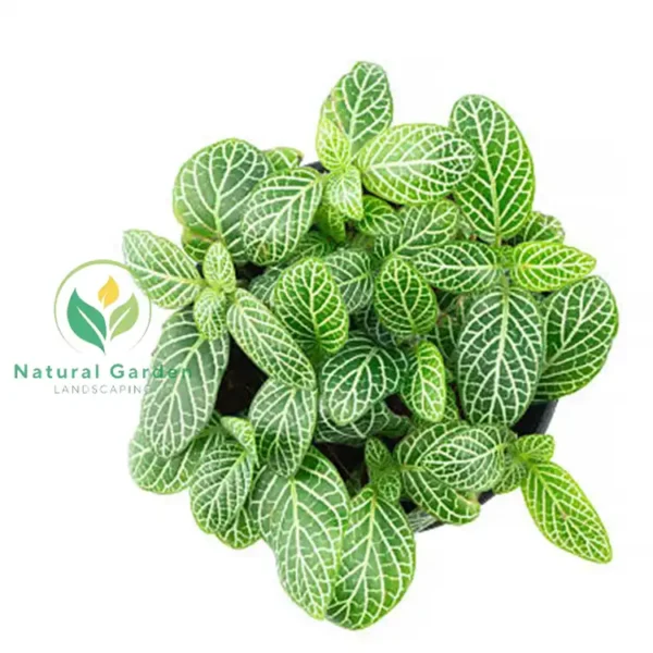 Fittonia 3