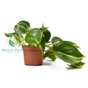 heartleaf philodendron 2