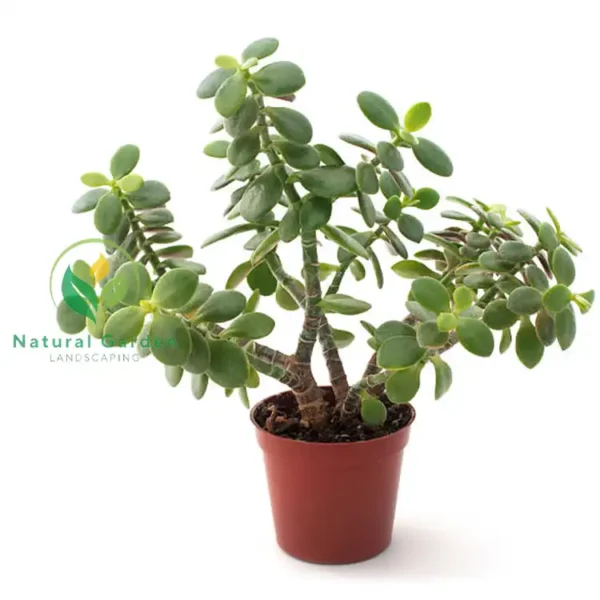 jade plant 2