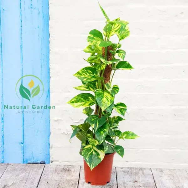 money plant 1