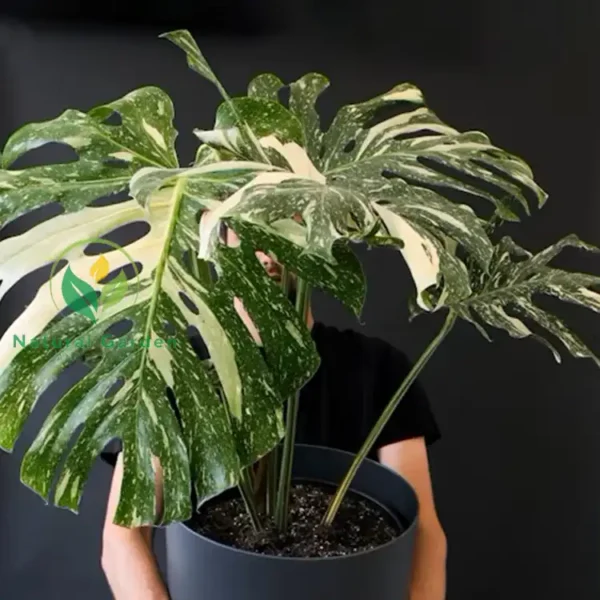 Monstera Borsigiana 2