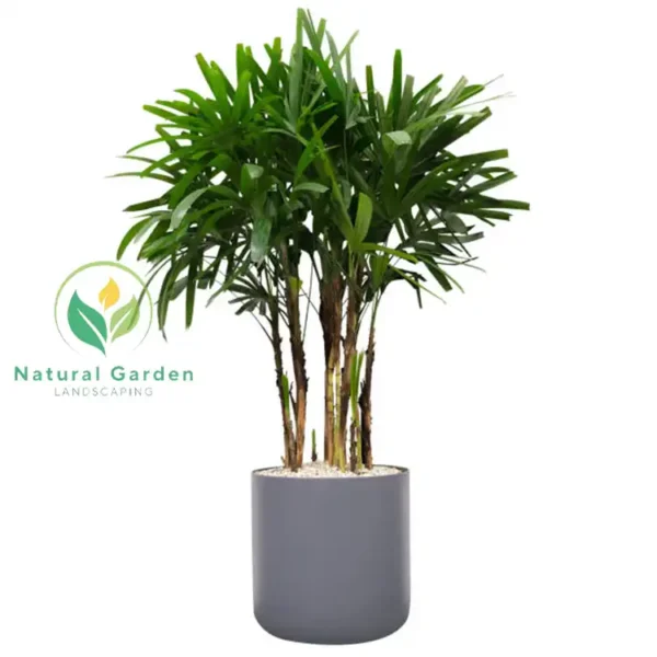 Rhapis Excelsa 2