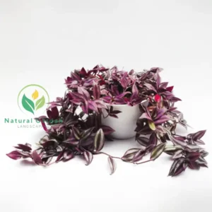Tradescantia zebrina
