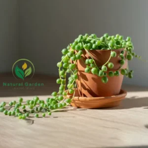 String of Pearls 2
