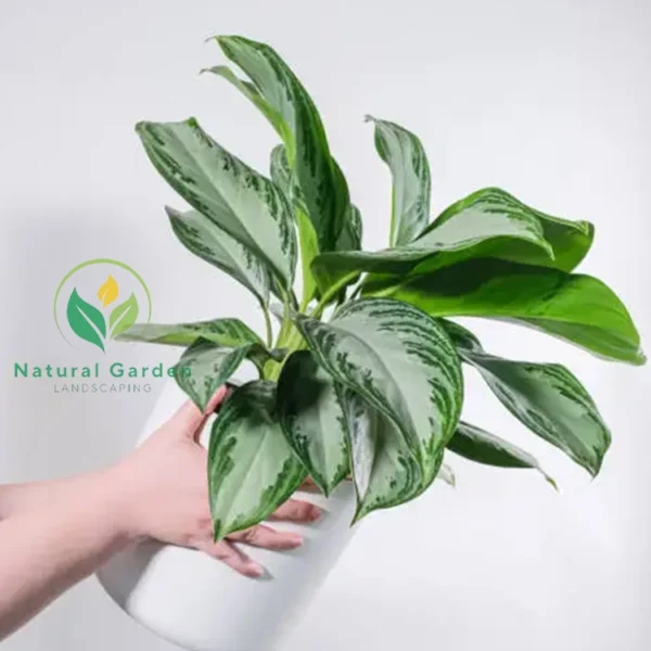 Aglaonema 2