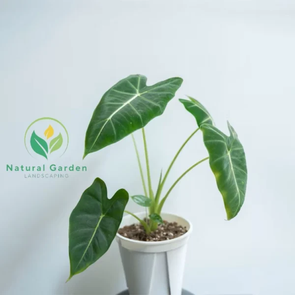 Alocasia1