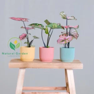Baby Caladium1