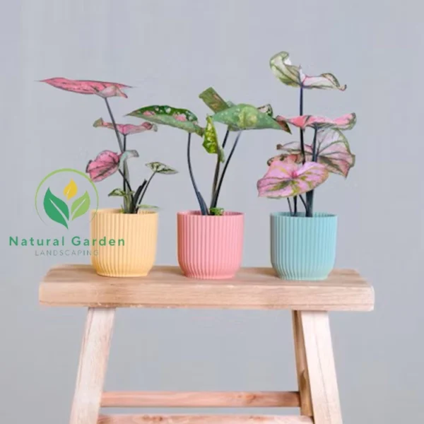 Baby Caladium1