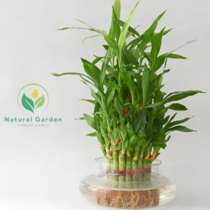 Bamboo1