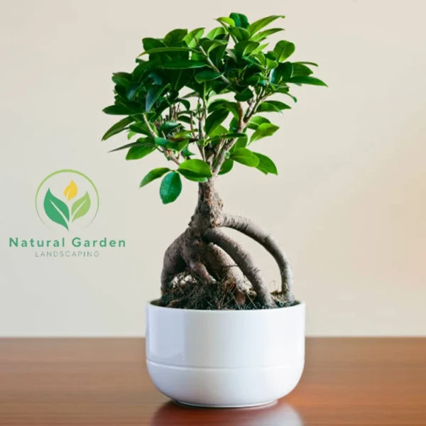 Bonsai2