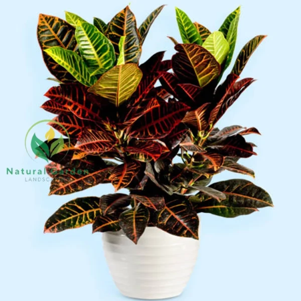Croton 1