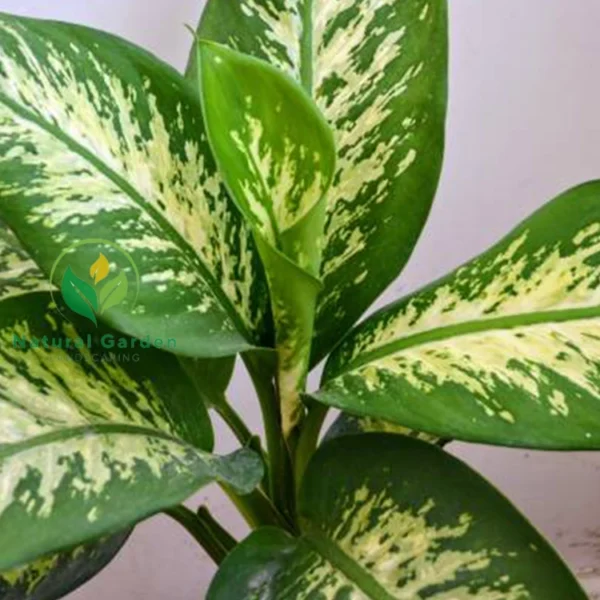Dieffenbachia 2