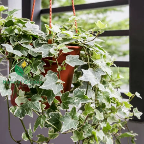 English Ivy 2