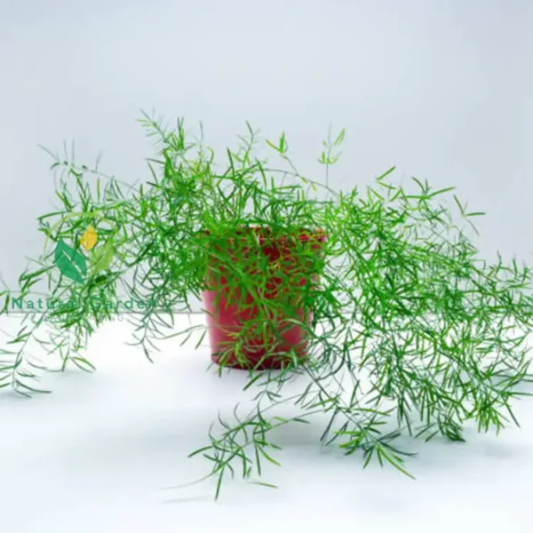 asparagus fern2
