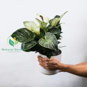 Philodendron 2