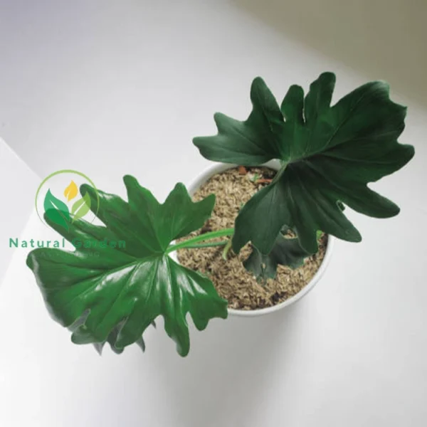 Philodendron selloum plant 2