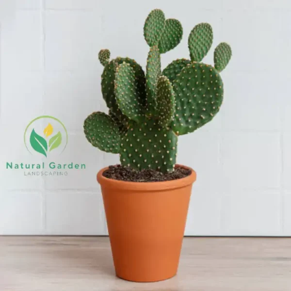 Bunny Ears Cactus2