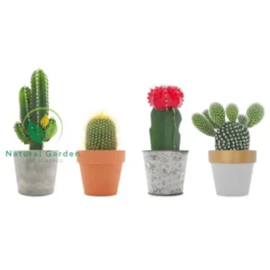 Chin Cactus2