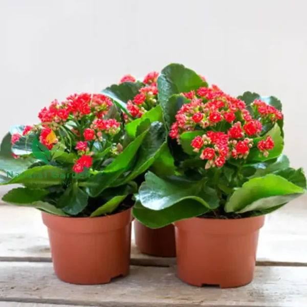 Christmas Kalanchoe2